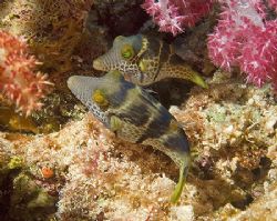 It looks like these two Tobies (Sharpnose Puffers) are fr... by Jim Chambers 